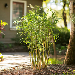 Fargesia Rufa - Bamboe - 6 stuks